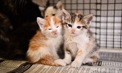 Tepebaşı Belediyesi 3 Ayda 138 can dostu yeni yuvasına kavuşturdu