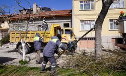 Tepebaşı’nda Ağaçlara "Nefes" Aldıran Mesai: Budama Çalışmaları Sürüyor
