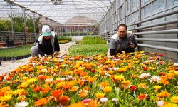Tepebaşı Belediyesi kendi seralarında yetiştirdiği ççeklerle ilçeyi süslüyor