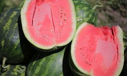 Eskişehir’de Karpuz Lüks Oldu!