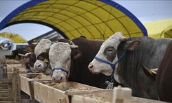 Eskişehirli Üreticiler İçin Geri Sayım: Hayvancılık Desteklerinde Son Gün 15 Haziran!