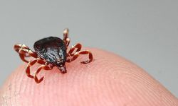 İstanbul Valiliği'nden Kritik "Yaz" Genelgesi: Kene ve Sivrisineğe Karşı Topyekûn Savaş!