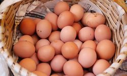 Yumurtayı Yıkayıp Dolaba Koyanlar Dikkat! Gıda Uzmanlarından Ağır Zehirlenme Uyarısı