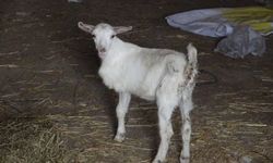 Saanen Cinsi Keçi 3 Bacaklı Oğlak Doğurdu!