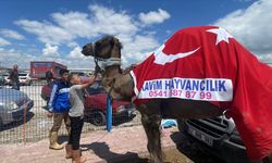 Aydın'dan Konya'ya geldi: Pazarın en ağır kurbanlığı oldu!