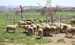 Eskişehir’de kırsal kalkınma hamlesi: Çiftliklerde 800 yeni kuzu