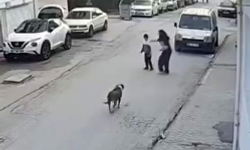 Eskişehir'de Bir Anda Havlayan Köpek Küçük Çocuğu Dehşete Düşürdü