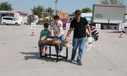 Odunpazarı Belediyesi bayram için ücretsiz kurban kesim alanı hazırladı