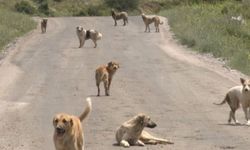 İçişleri Bakanı Çiftçi: Sokak Köpekleri Ekim Sonuna Kadar Toplanacak