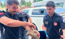 Eskişehir’de Otomobil Motoruna Sıkışan Kedi Kurtarıldı!