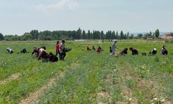 Tarla Sahibinin Çeki Sahte Çıktı