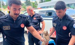 Eskişehir'de Motor Bölümüne Sıkışan Kediyi İtfaiye Kurtardı