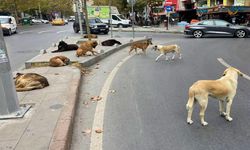 Bakan Çiftçi'den Eskişehir İçin Sokak Hayvanları Açıklaması
