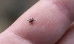 Kenelerin En Uzak Durduğu Kan Grubu Hangisi?
