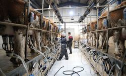 Tarım ve Orman Bakanlığı Açıkladı: Süt Üreticilerine Son 6 Yılda 24,6 Milyar Lira Çiğ Süt Desteği Verildi