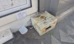 Eskişehir’de Kedi Dostu Vatandaşın İsyanı: Duvara Yazdı, Tepkisini Dile Getirdi!