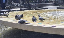 Eskişehir'de Sıcak Hava Kuşları Süs Havuzuna İtti