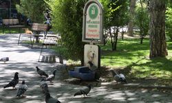 Eskişehir’de Güvercinler Köpekler İçin Konulan Sudan İçti