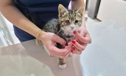 Eskişehirli Veterinerden Sıcak Hava Uyarısı