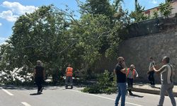 Eskişehir’de Devrilen Ağaç Trafiği Aksattı