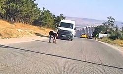 Eskişehir’de Kaplumbağa Ezilmekten Kurtarıldı