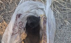 Eskişehir’de Yavru Kedi Çöp Poşetinde Bulundu