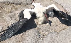 Eskişehir’de Yaralı Leylek İçin 4 Gündür Müdahale Yok