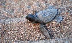 Caretta Caretta Yuvalarına Üsküdar Üniversitesi’nden Destek
