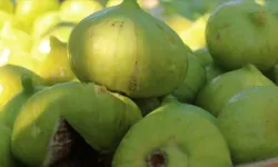 İncirdeki Çıtırtının Sırrı Ortaya Çıktı