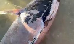 Uzmanlardan Ölü Orkinos Uyarısı: Kesinlikle Tüketmeyin