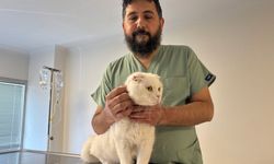 Evdeki O Tehlikeye Dikkat: Toka ve İp Yutan Can Dostlarımız Ölüme Sürükleniyor!