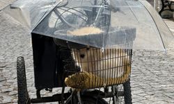 Eskişehir'de Köpeğini Yağmurdan Böyle Korudu