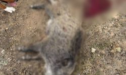 Sivrihisar’da Tarım Arazilerine Zarar Veren Yaban Domuzları Avlandı