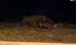 Gece Gezintisine Çıkan Tilki Mahallede Görüntülendi
