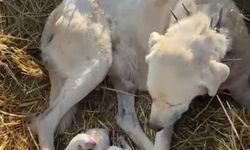 Sivrihisar’da Doğum Sürprizi: Akbaş Cinsi Çoban Köpeği Sürü Ortasında Doğurdu