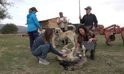 İtalyan Uzmanlar Türk Çoban Köpekleri İçin Eskişehirde
