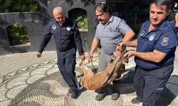 Kemer’de Zabıtanın Dikkati Hayat Kurtardı