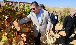 Eskişehir Protokolü Gecek’te Üzüm Hasadına Katıldı