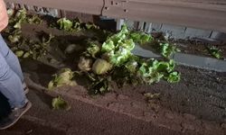 Eskişehir Çevre Yolunda Tonlarca Marul Yola Saçıldı: Alt Geçitte Kamyonet Devrildi!