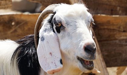 2026 Yılı Kurban Kesim Bedelleri Belli Oldu: İşte Yurt İçi ve Yurt Dışı Fiyatlar