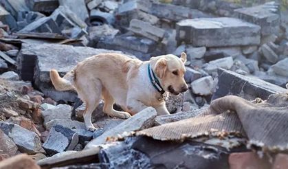 Hayvanlar Bizi Anlıyor mu? Hislerimiz Onlara Ulaşıyor mu?