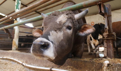 Eskişehir’de Kurbanlık Telaşı Erken Başladı