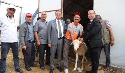 Büyükşehir ve Seyitgazi Belediyelerinden Hayvancılığa Can Suyu
