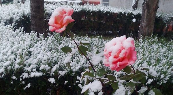 Rengarenk güller kar altında