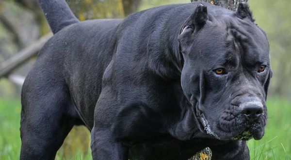 Yasaklı köpekler için çip uygulamasında son gün 14 Ocak