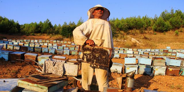 Arılar olmazsa tarım ve biyolojik zenginlik çöker