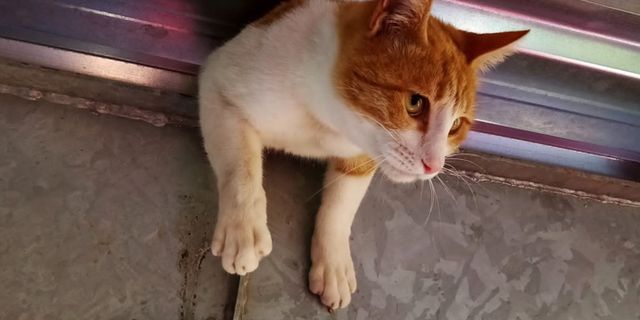 Yardım çığlıkları atan kedi sıkıştığı yerden kurtarıldı