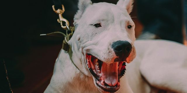 Kısırlaştırılmayan tehlikeli ırk köpeklerin sahiplerine ceza