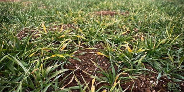 Çiftçiyi mağdur eden arpa sararması için teknik inceleme