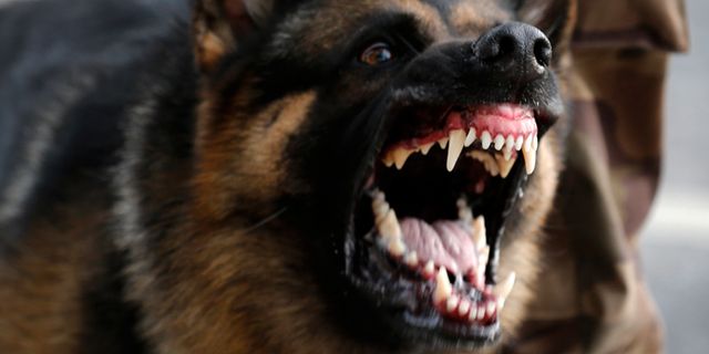 Seyitgazi'de başıboş köpekler iki çocuğa saldırdı